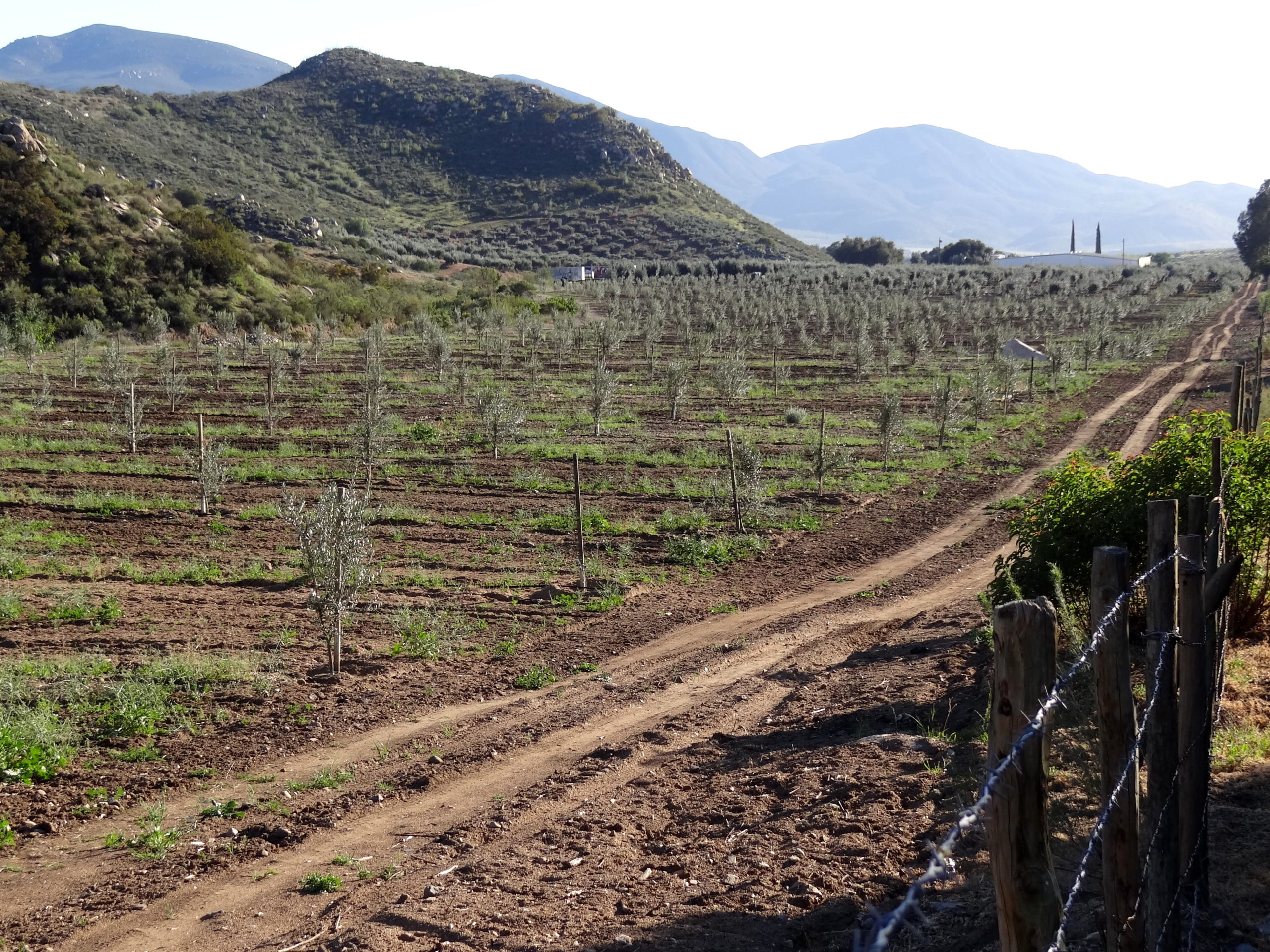 Valle_de_Guadalupe__Wine_Country__Outside_Ensenada_BC__Mexico__03