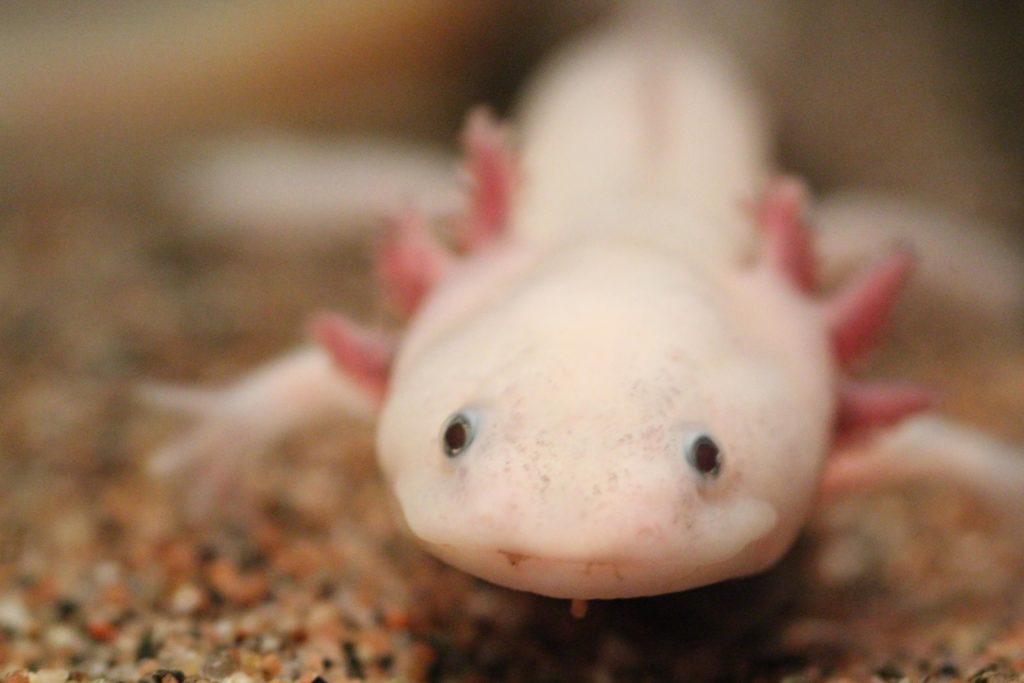 By Ruben Undheim from Trondheim, Norway - Ambystoma mexicanum, CC BY-SA 2.0, https://commons.wikimedia.org/w/index.php?curid=64755713