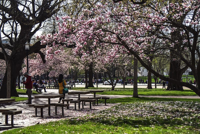 Cerezos en Washington. Imagen de María Renée Batlle Castillo vía Flickr