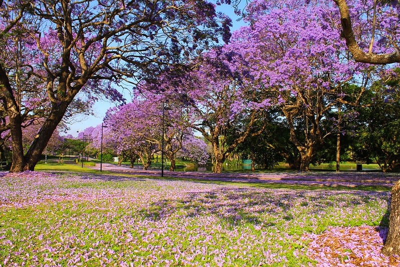 Jacarandas. Imagen de Chris McGaw vía Flickr