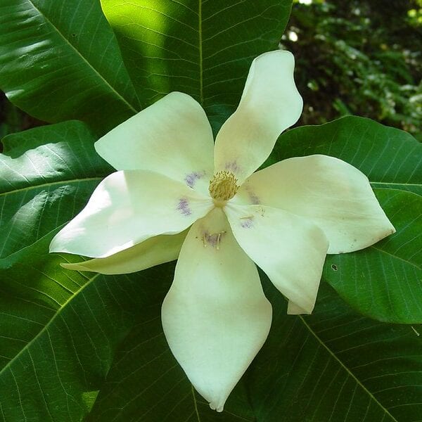 Magnolia. Imagen de CARLOS VELAZCO vía Flickr