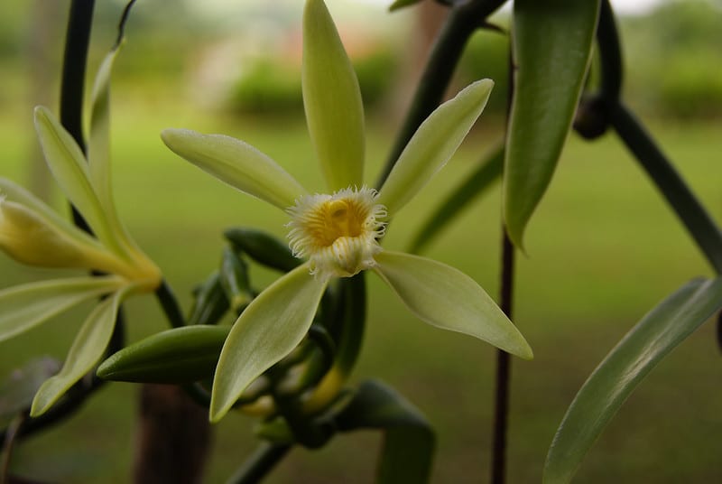 La vainilla proviene de una orquídea. Imagen de Antonio Garces vía Flickr